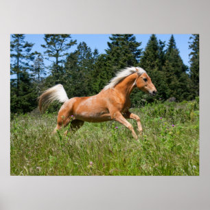 Poster Cheval Palomino courant à travers une prairie