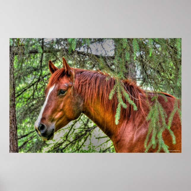 Poster Cheval rouge Dun Mare dans une équine de forêt (Devant)