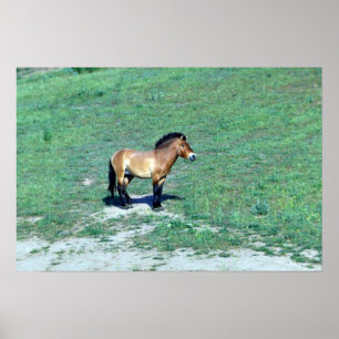 Poster Cheval sauvage de Mongolie (Przewalskii)
