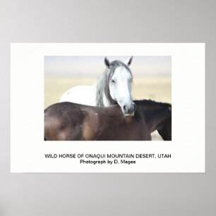 POSTER CHEVAL SAUVAGE DES MONTAGNES DE L'ONAQUI, UTAH