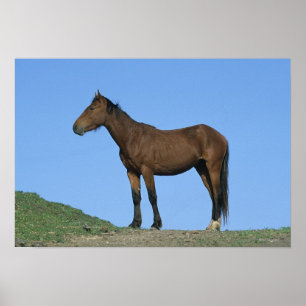 Poster Cheval sauvage Mustang