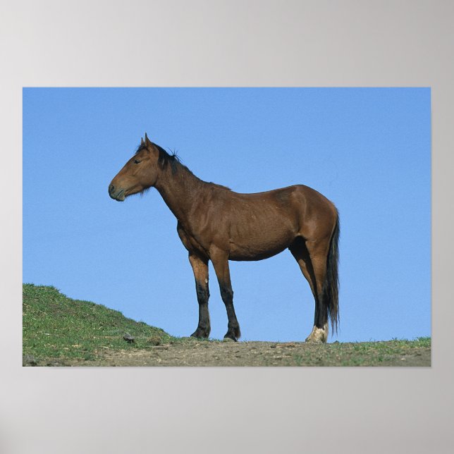Poster Cheval sauvage Mustang (Devant)
