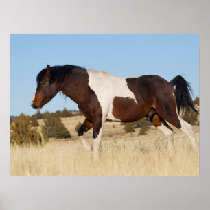 Poster Cheval sauvage, Steens Mountains