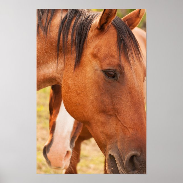 Poster Cheval Se Cache Derrière Le Cheval (Devant)