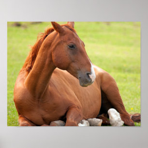 Poster Cheval Se Détendre Dans Les Pâturages Verts