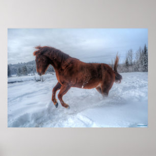 Poster Cheval Sorrel, émerveillé par la neige hivernale