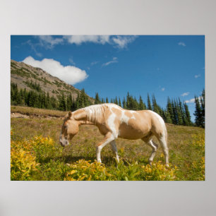 Poster Cheval sur les herbes dans une prairie alpine en é