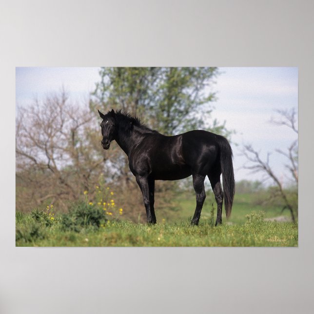 Poster Cheval Thoroughbred debout (Devant)