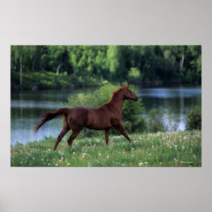 Poster Cheval Thoroughbred debout en fleurs