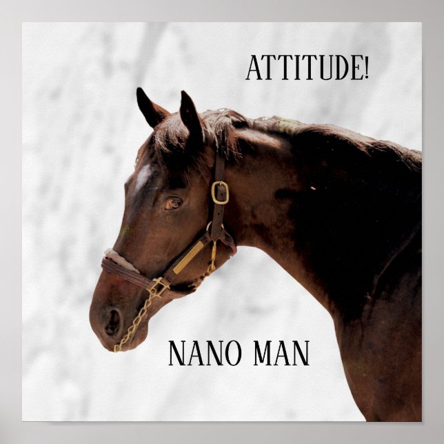 Poster Cheval Thoroughbred - Nano Man - Attitude (Devant)