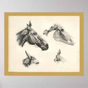 Poster Cheval Vétérinaire Crâne Muscle Muscle Anatomie Im