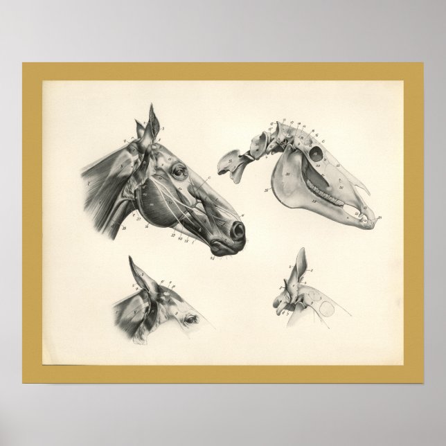 Poster Cheval Vétérinaire Crâne Muscle Muscle Anatomie Im (Devant)