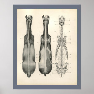 Poster Cheval Vétérinaire Muscle Skeletal Anatomie Imprim