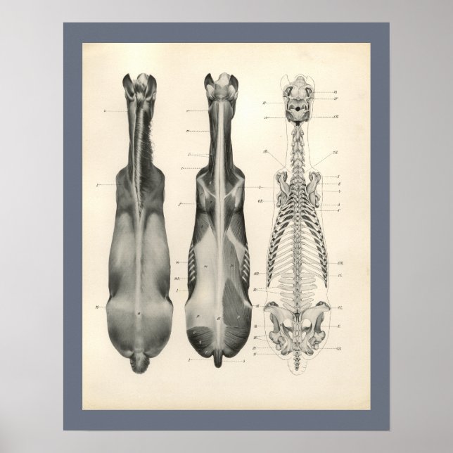 Poster Cheval Vétérinaire Muscle Skeletal Anatomie Imprim (Devant)
