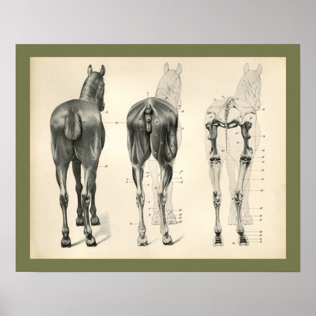 Poster Cheval Vétérinaire Muscle Skeletal Anatomie Imprim (Devant)
