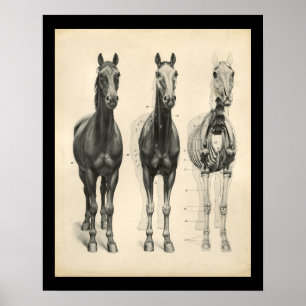Poster Cheval Vétérinaire Muscle Skeletal Anatomie Imprim