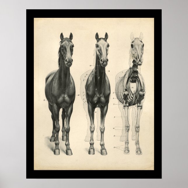 Poster Cheval Vétérinaire Muscle Skeletal Anatomie Imprim (Devant)
