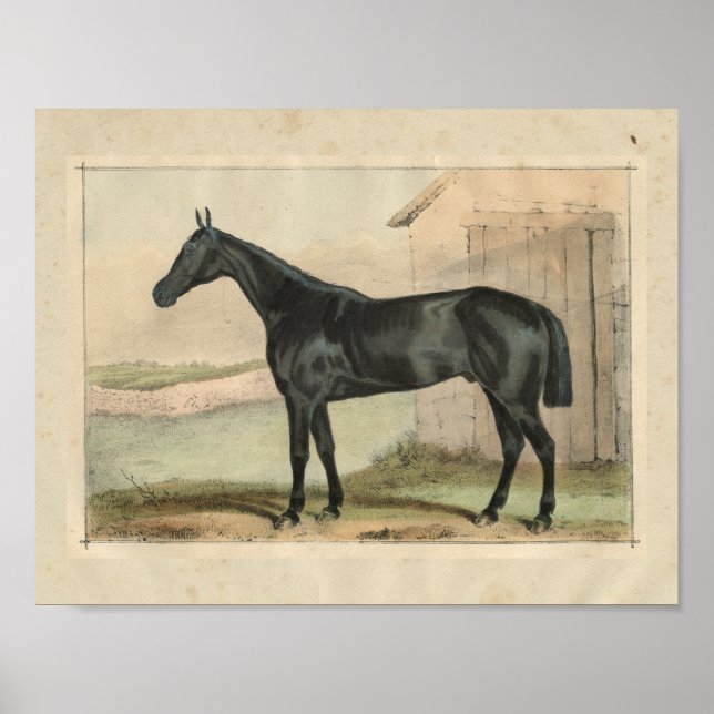 Poster Cheval vintage Imprimer 1873 Glengarry (Devant)