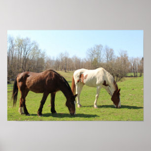 Poster Chevaux