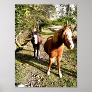 POSTER CHEVAUX