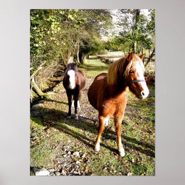 POSTER CHEVAUX (Devant)
