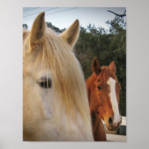 Poster Chevaux
