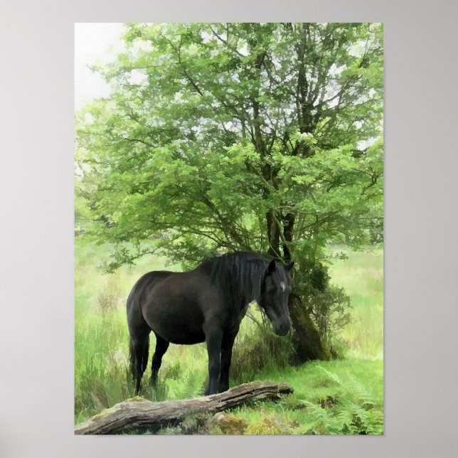 POSTER CHEVAUX (Devant)
