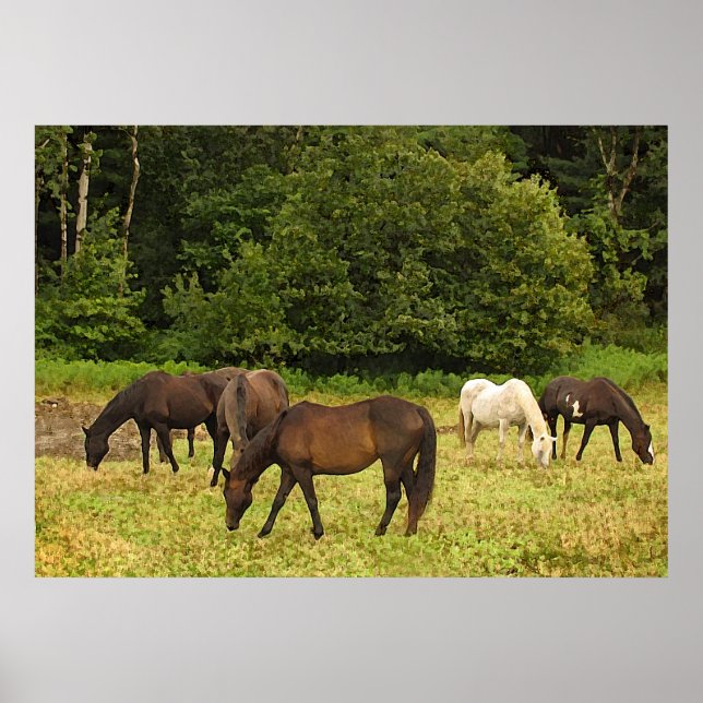 Poster Chevaux (Devant)