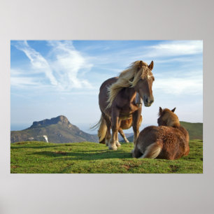 Poster Chevaux