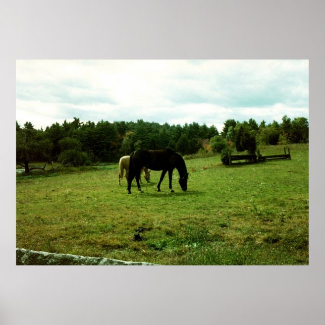 Poster Chevaux (Devant)
