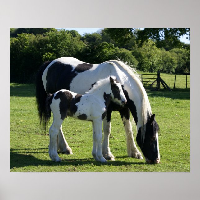 Poster Chevaux (Devant)
