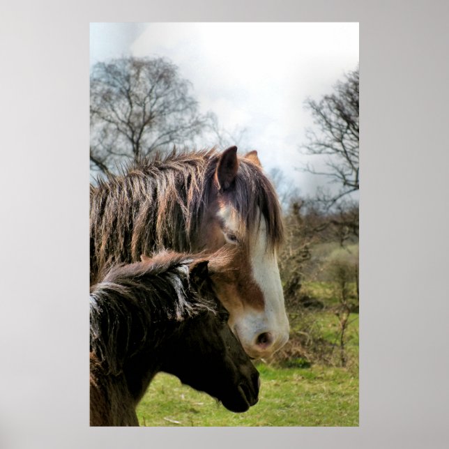 POSTER CHEVAUX (Devant)