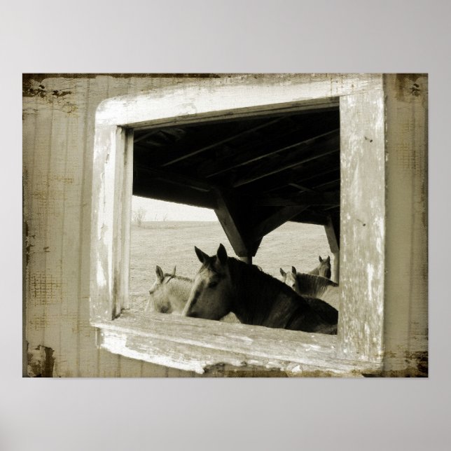 Poster Chevaux À Travers Une Fenêtre De Grange (Devant)