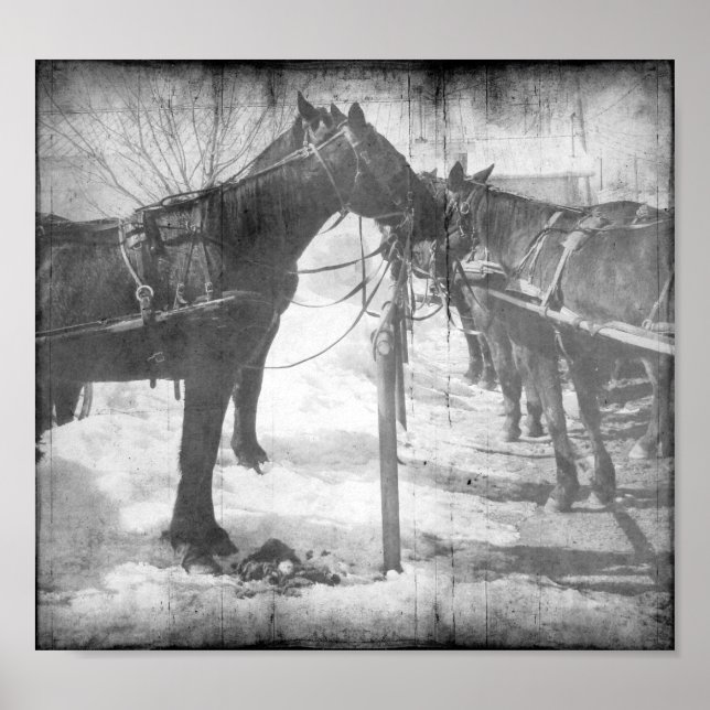 Poster Chevaux Amish en Grunge Noir et Blanc (Devant)