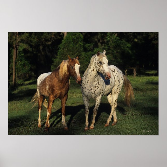 Poster Chevaux Appaloosa (Devant)