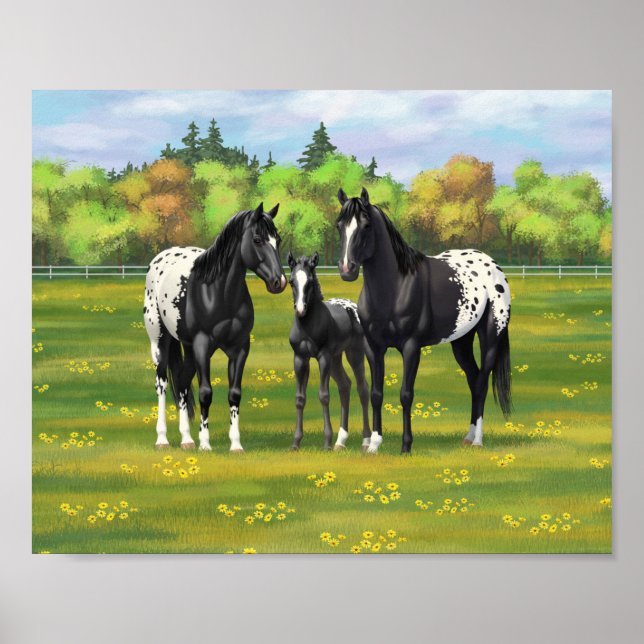 Poster Chevaux Appaloosa Noir Dans Les Pâturages D'Été (Devant)