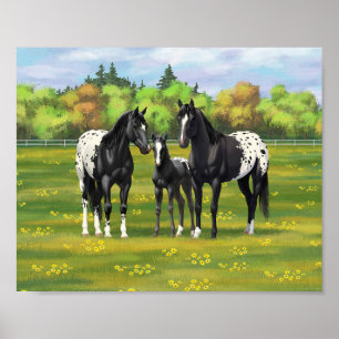 Poster Chevaux Appaloosa noirs en pâture d'été