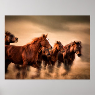 Poster Chevaux au galop