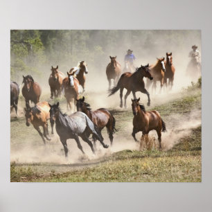 Poster Chevaux au galop pendant le rassemblement, Montana