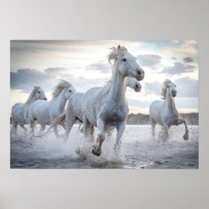 Poster Chevaux blancs