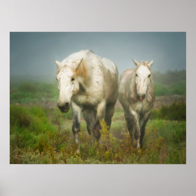 Poster Chevaux blancs de Camargue à Field (Devant)