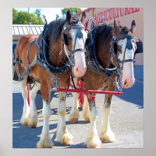 Poster Chevaux Clydesdale (Devant)