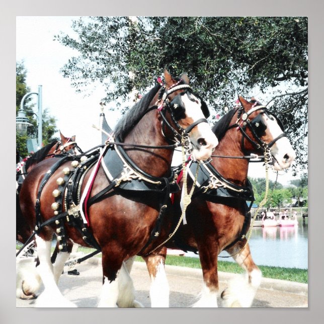 Poster Chevaux Clydesdale (Devant)
