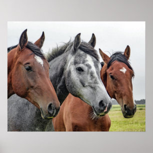 Poster Chevaux côte à côte, tête et poitrine, bai, gris