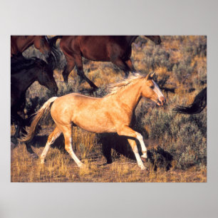 Poster Chevaux courant dans un ranch Ponderosa