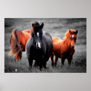 Poster Chevaux Dans Le Champ Partiel Photographie Couleur