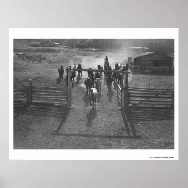 Poster Chevaux dans le corral (Devant)