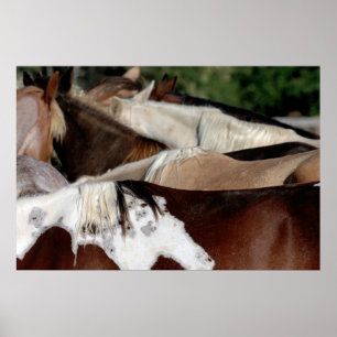 Poster Chevaux d'arc-en-ciel