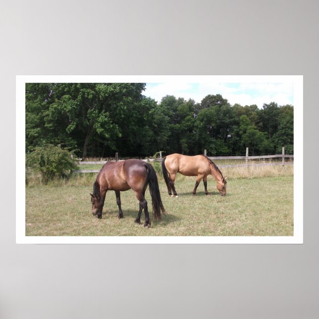 Poster Chevaux de Baie et de Dun (Devant)