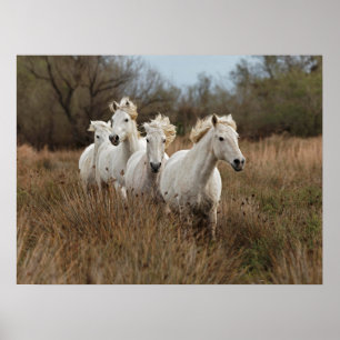 Poster Chevaux de Camargue courant